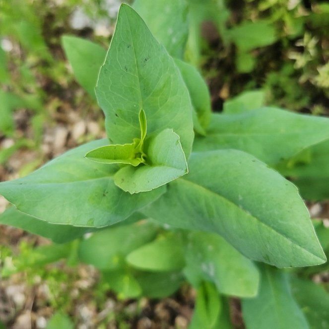 Photo of the plant species Great Honeywort by @ShinyChamisa named Messi on Greg, the plant care app