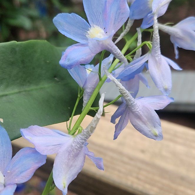 Photo of the plant species Dwarf Larkspur by @ShinyChamisa named Mochi on Greg, the plant care app