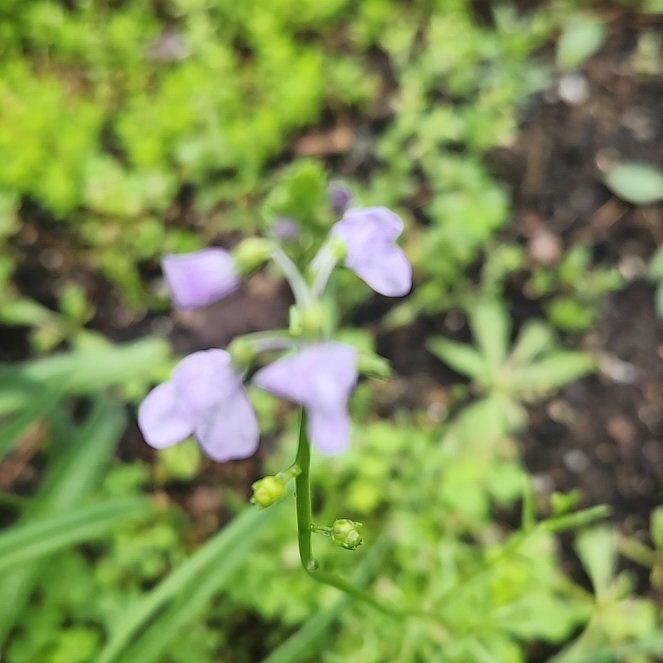 Photo of the plant species Violet Woodsorrel by @ShinyChamisa named Bella on Greg, the plant care app