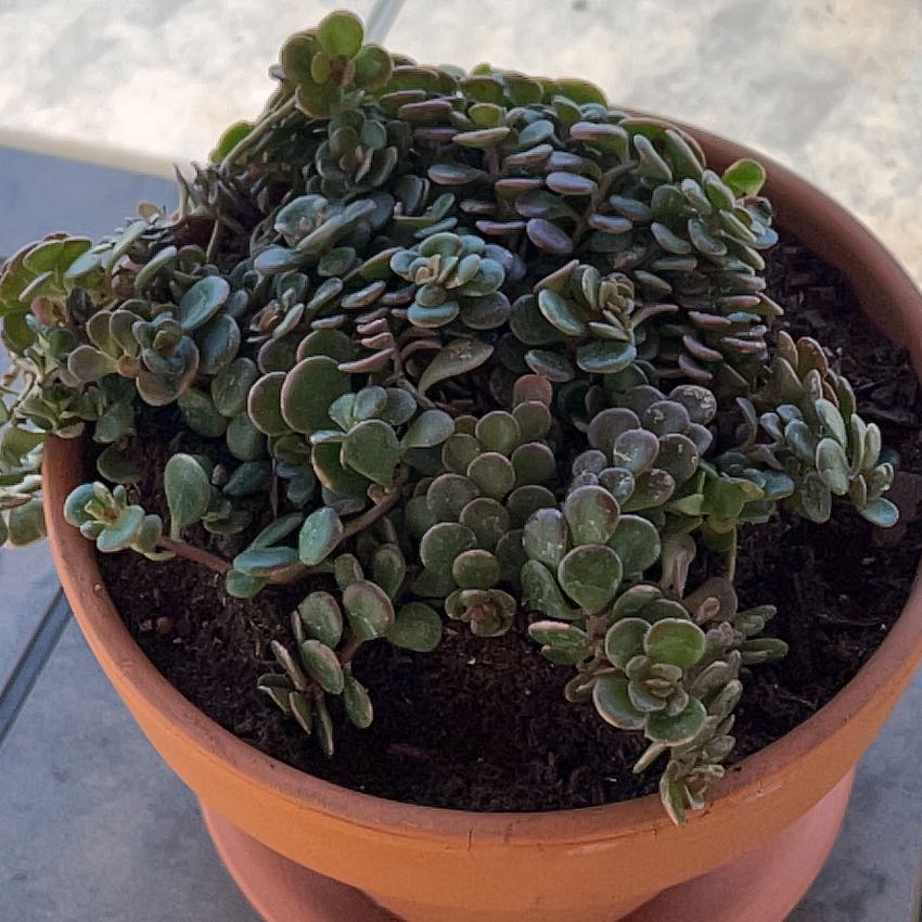 Photo of the plant species Sedum tetractinum 'Coral Reef' by @FunnyWoodspurge named Mando on Greg, the plant care app