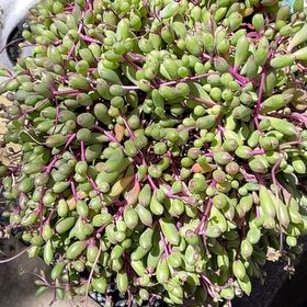 Photo of the plant species Shoreline Sea Purslane by @DynamicMandrake named Marilyn on Greg, the plant care app