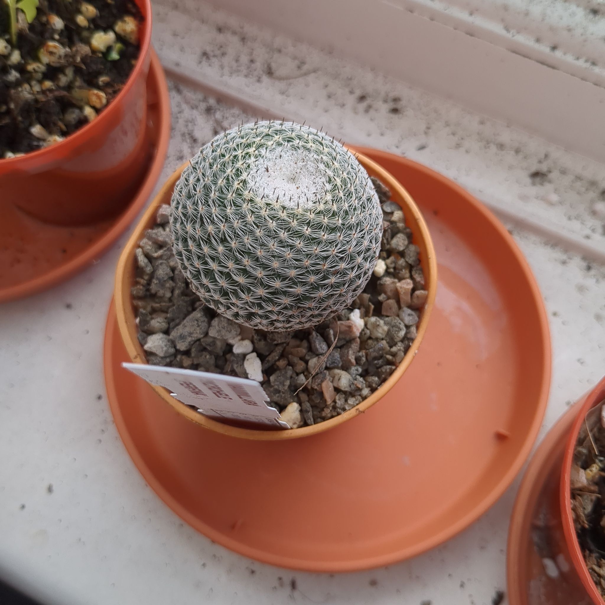 Photo of the plant species Mammillaria microhelia by @TheLonelyDaff named Orlando Bloom on Greg, the plant care app
