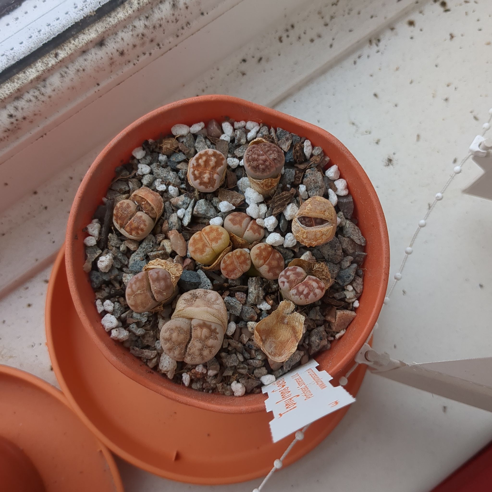 Photo of the plant species Living Stones by @TheLonelyDaff named Kabuto on Greg, the plant care app