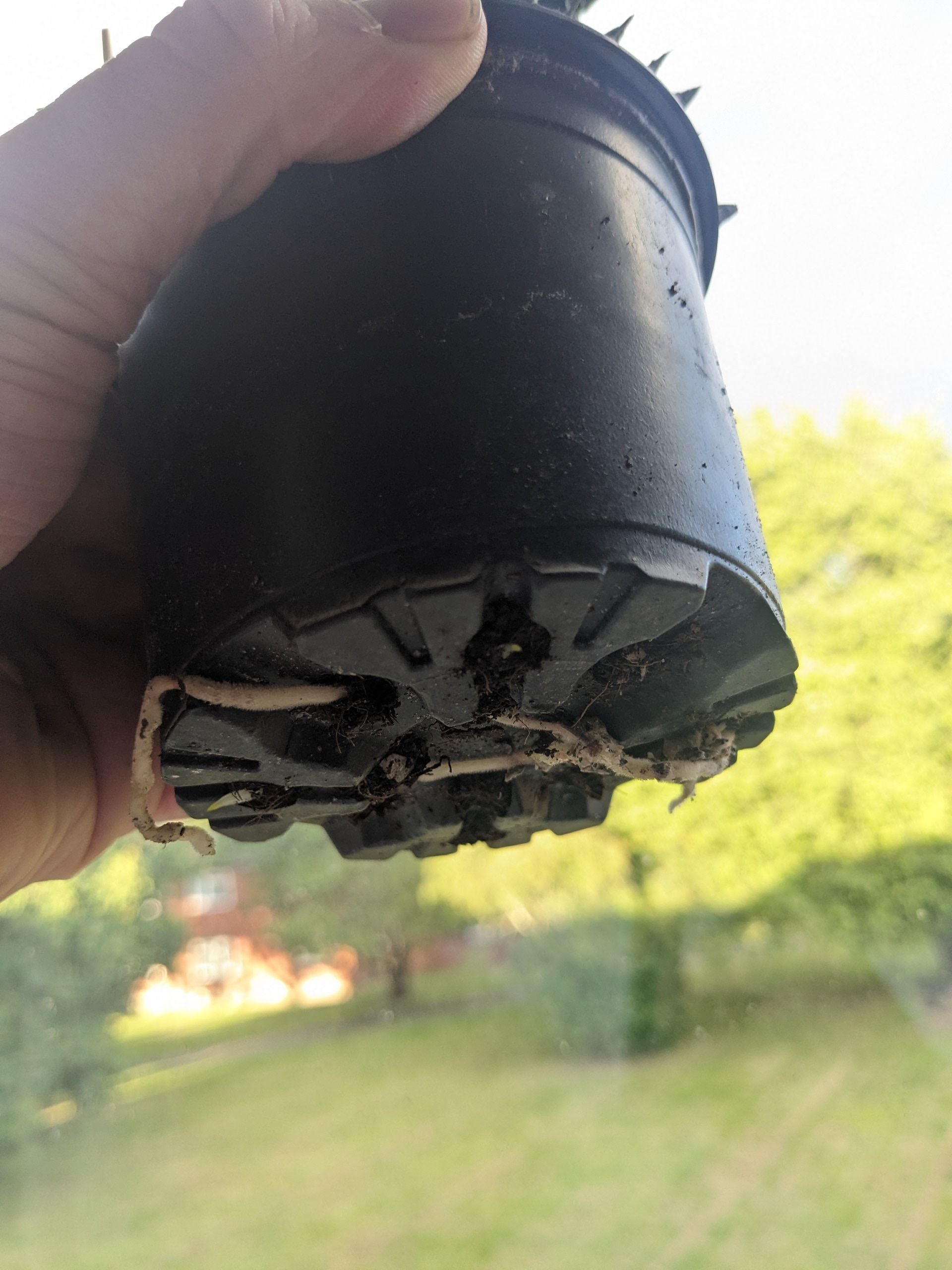 Fairy Washboard Plant Care Water, Light, Nutrients Greg App 🌱