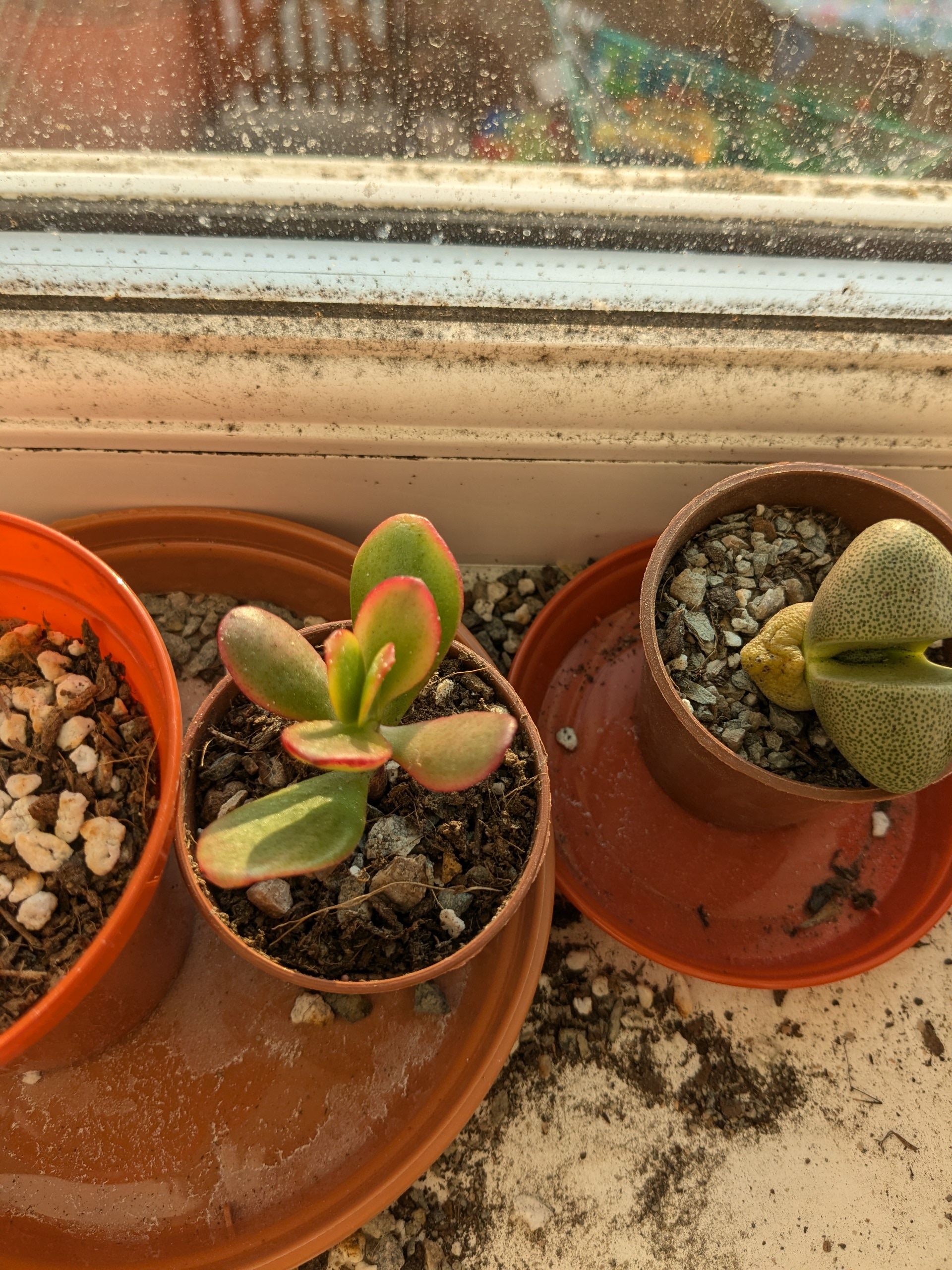 Photo from the post