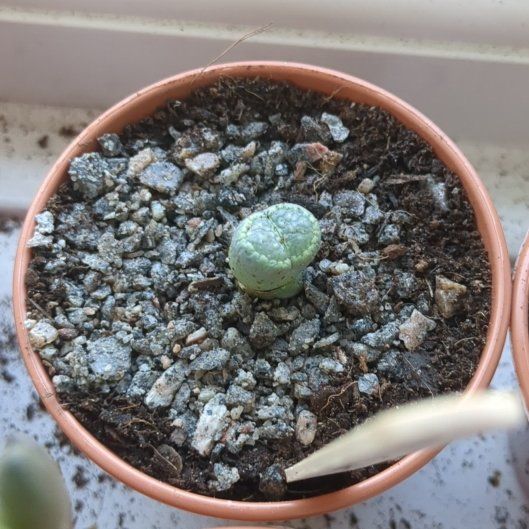 Photo of the plant species Living Stones by @TheLonelyDaff named Bonsly on Greg, the plant care app