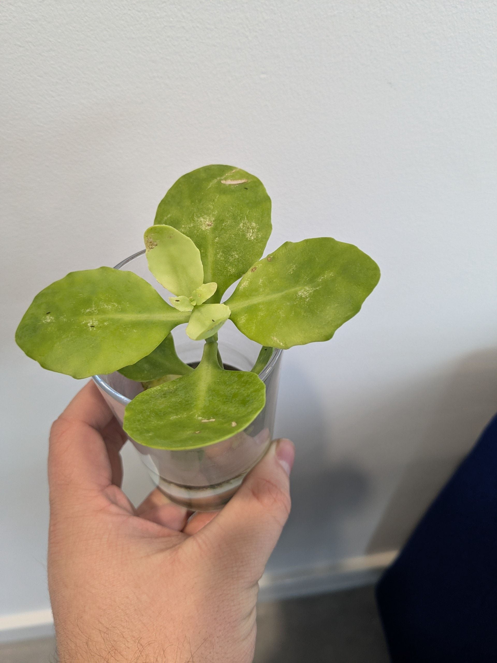 🌼 How to Fix Leaves Falling Over on Your Autumn Joy Sedum