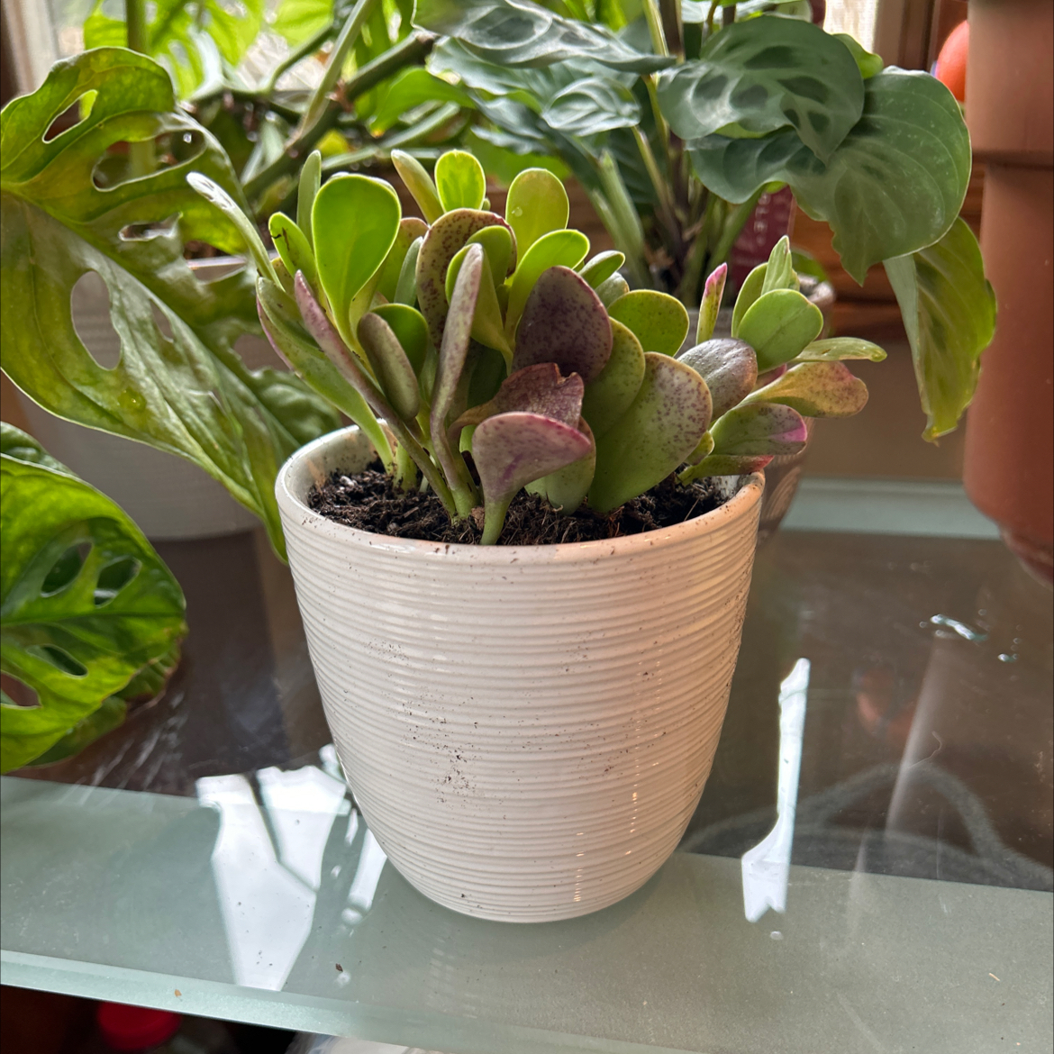 Photo of the plant species Senecio jacobsenii 'Variegata' by @ModelFiresticks named Sonora on Greg, the plant care app