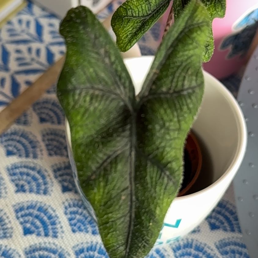 Photo of the plant species Jacklyn by @HopefulWildlime named Surya on Greg, the plant care app