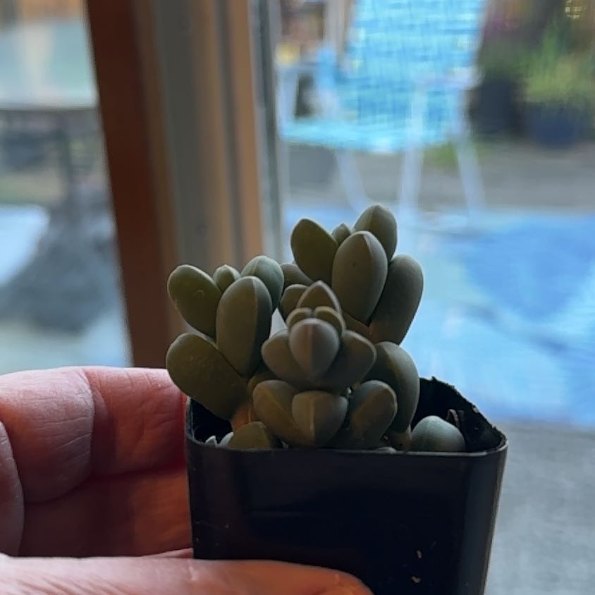 Plant care for African Bonsai on Greg, the plant care app