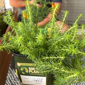 Photo of the plant species Sedum Angelica by @GuruSwordbean named Sol on Greg, the plant care app