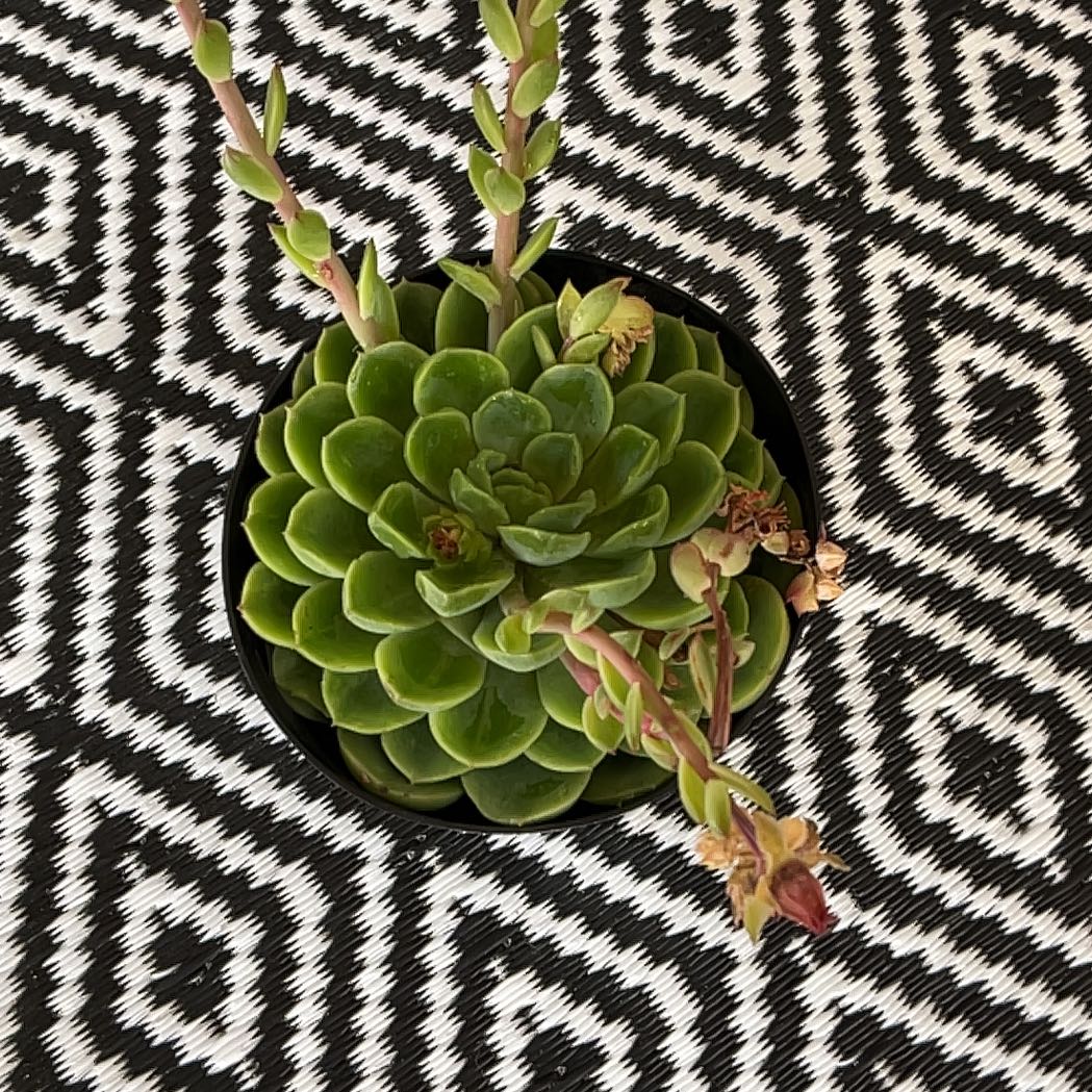 Echeveria 'Lime n' Chile' succulent with green rosette leaves and dried flower stalks.