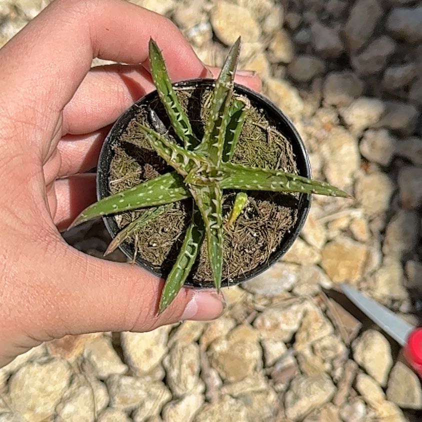 Aloe 'Minnie Belle' plant held by a hand with visible soil.