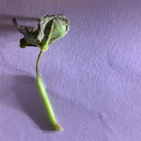 Photo of the plant species four leaf clover by @ImpishMarimo named Clovy on Greg, the plant care app