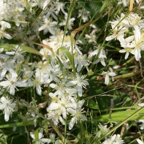 Photo of the plant species Fragrant Virgin's Bower by @KindSeaspurge named Athena on Greg, the plant care app