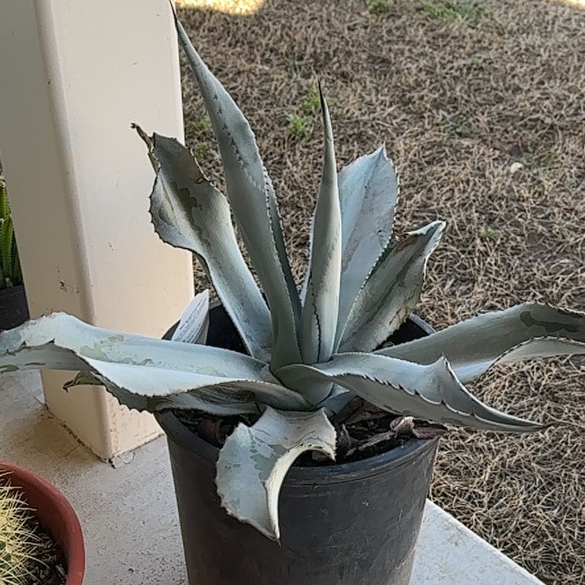 Photo of the plant species Agave scabra by @WhollyCaraway named Apollo on Greg, the plant care app