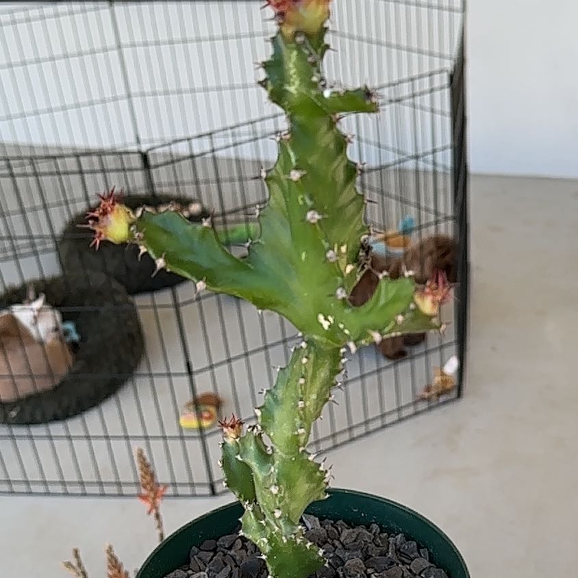 Photo of the plant species Twisted Euphorbia by @WhollyCaraway named Leonardo on Greg, the plant care app