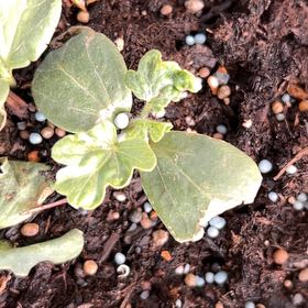 Photo of the plant species White Henbane by @ConstantBulrush named Rainier on Greg, the plant care app