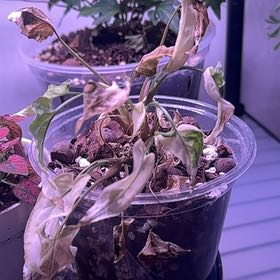 Photo of the plant species Syngonium Dwarf Variegata by @ZippyWaxbegonia named Bruce Lee on Greg, the plant care app