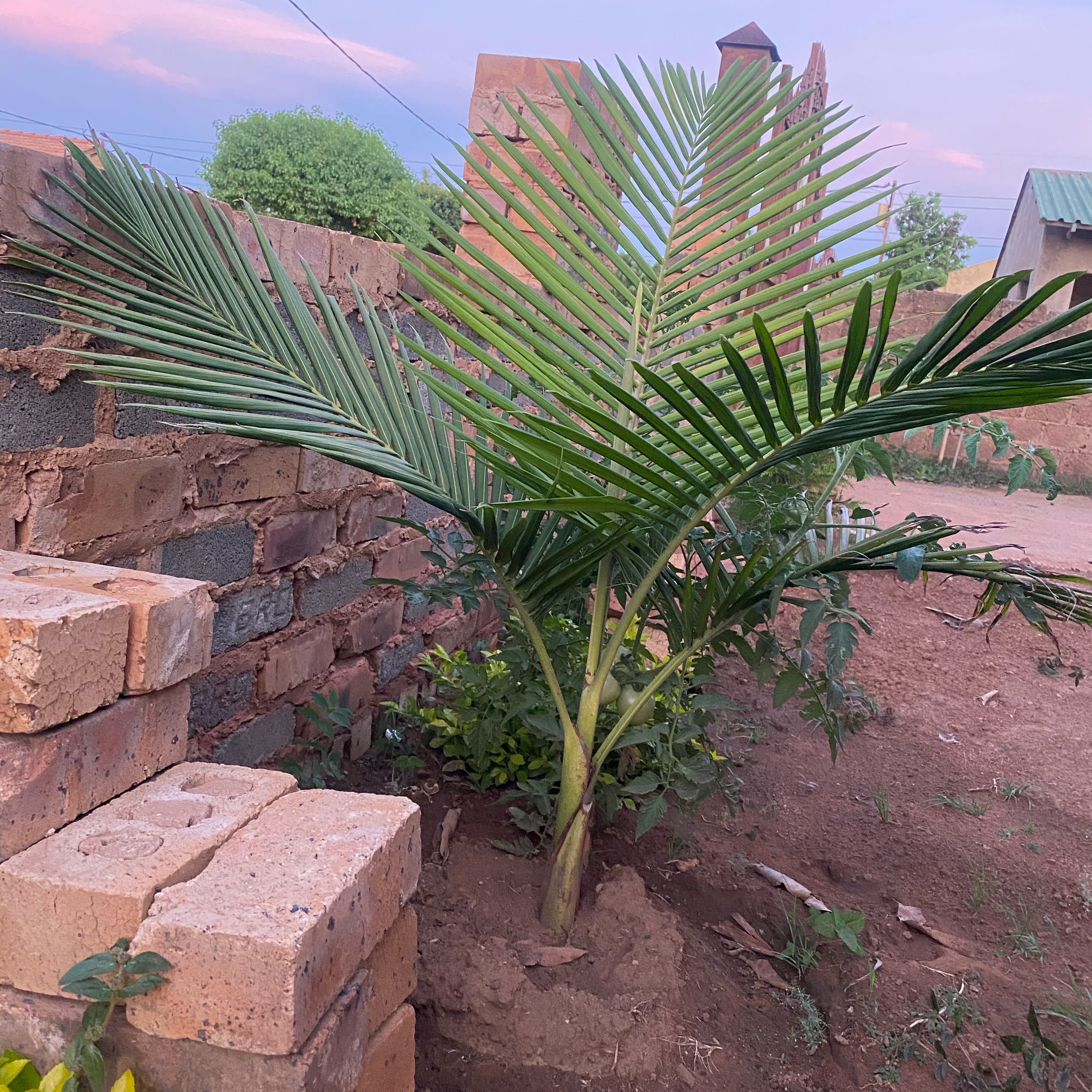 Healthy Christmas Palm planted outdoors with vibrant green fronds.