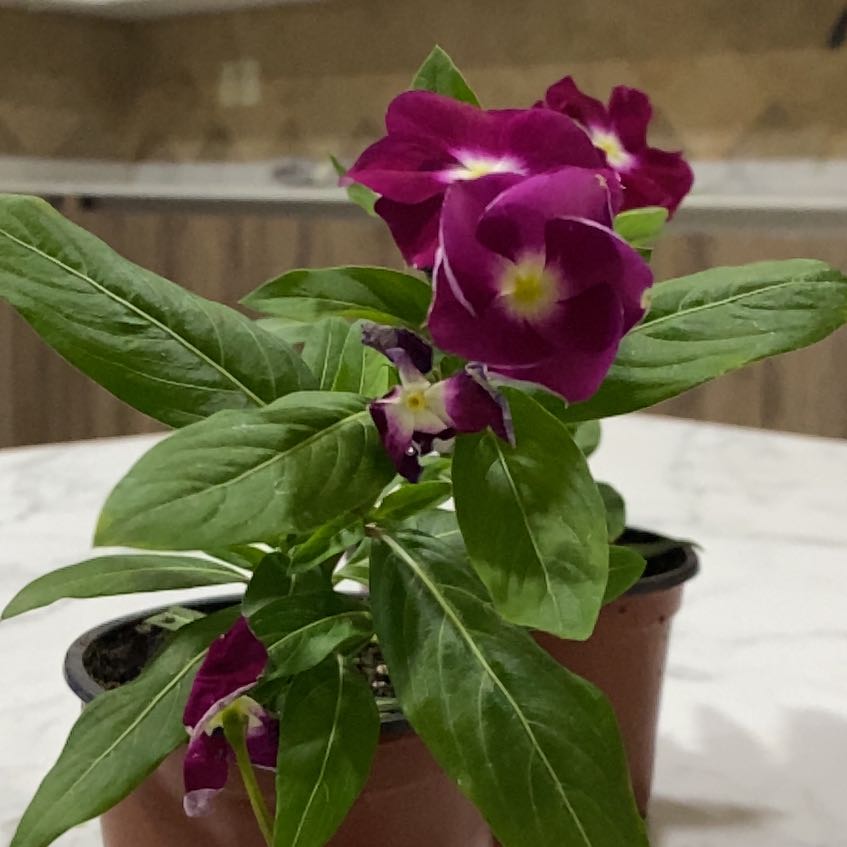 Potted Bright Eyes plant with vibrant purple flowers and healthy green leaves.