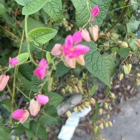 Photo of the plant species Coral Vine by @MightilyRainbow named Navajo on Greg, the plant care app