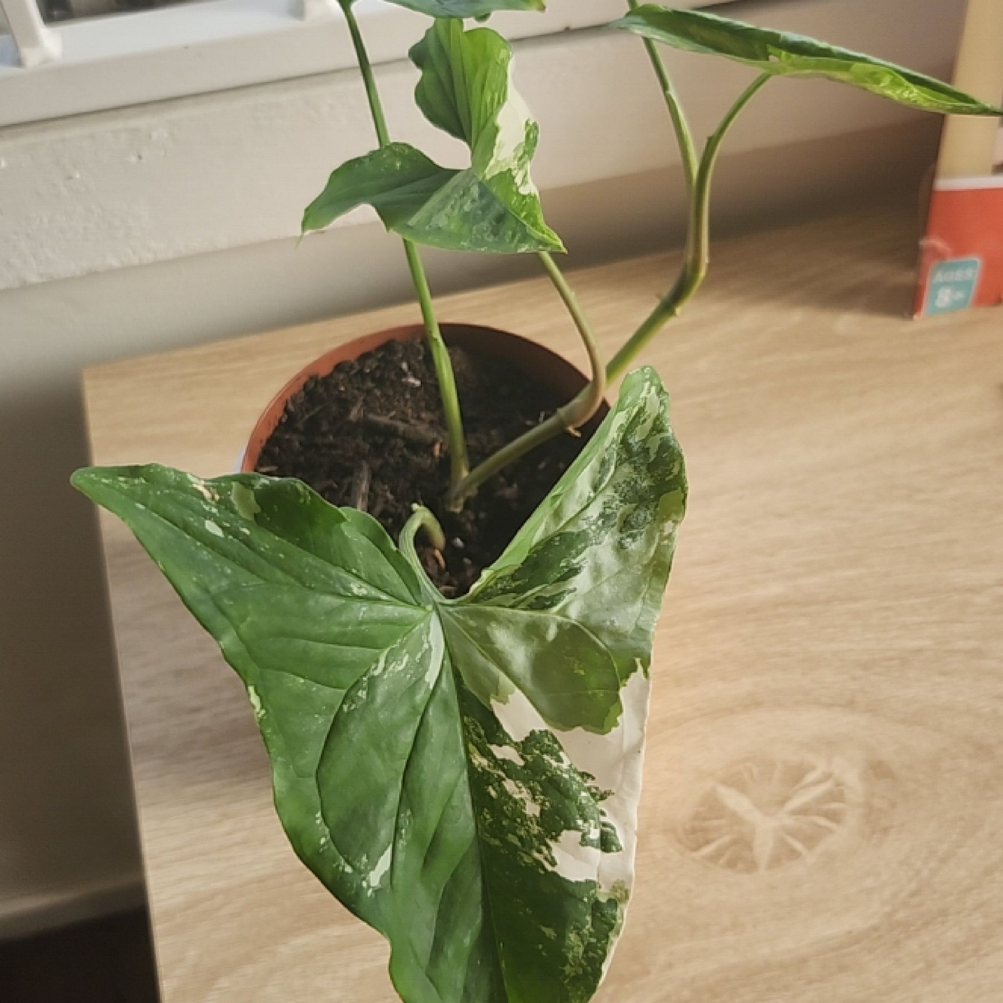 Photo of the plant species Syngonium Fantasy by @UniquelyMaylily named Marilyn on Greg, the plant care app