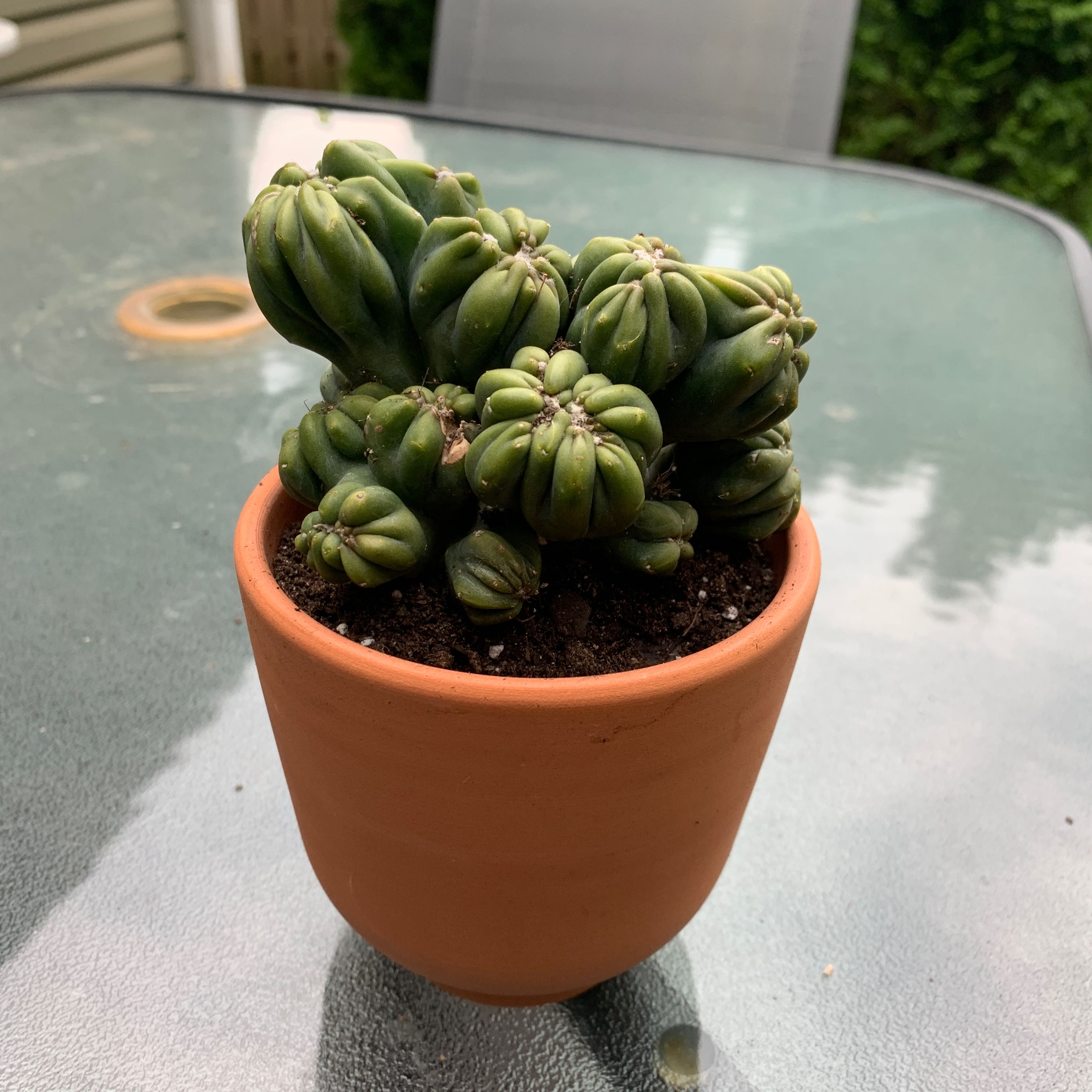 Ming Thing Cactus in a terracotta pot on a glass table.