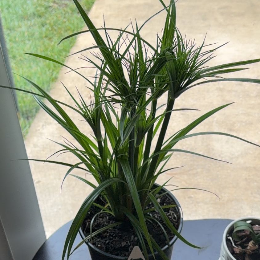 Photo of the plant species Dwarf Papyrus by @RoxieJunior named Anubis on Greg, the plant care app