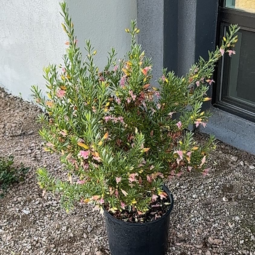 Photo of the plant species Emubush by @ShiningSainfoin named Xena on Greg, the plant care app