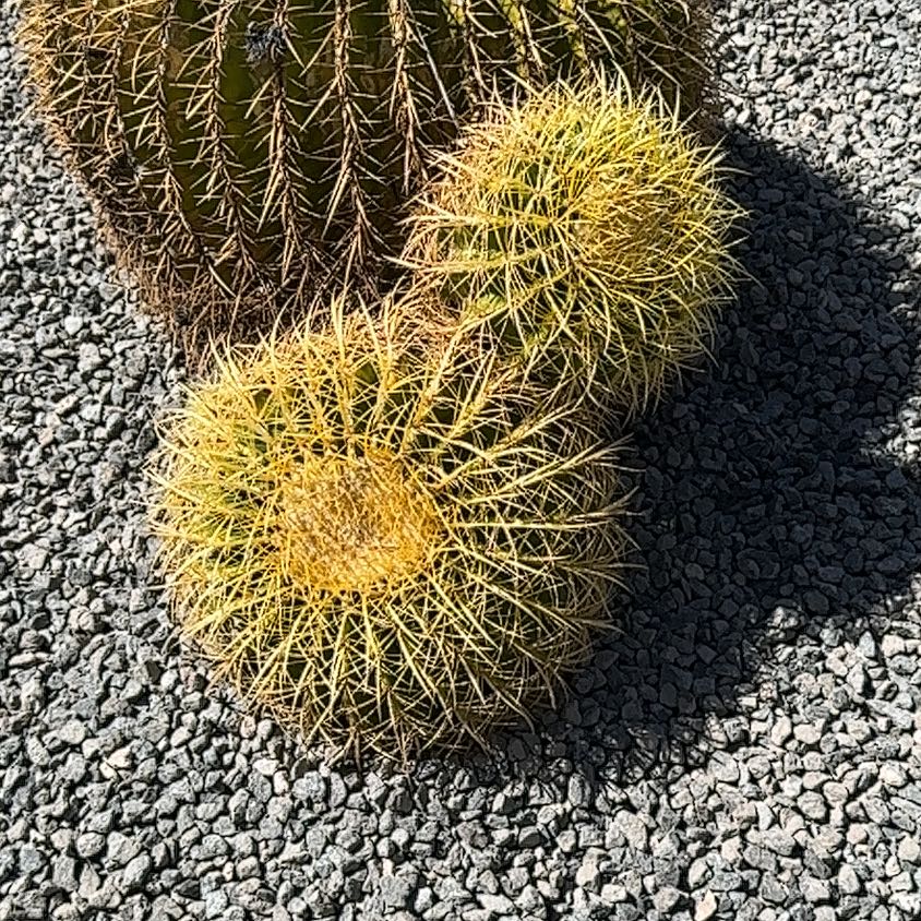 Compass Barrel Cactus with yellowish spines in a gravel bed.