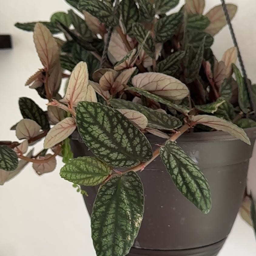 Photo of the plant species Polynesian Twigrush by @ChosenGardenia named Athena on Greg, the plant care app