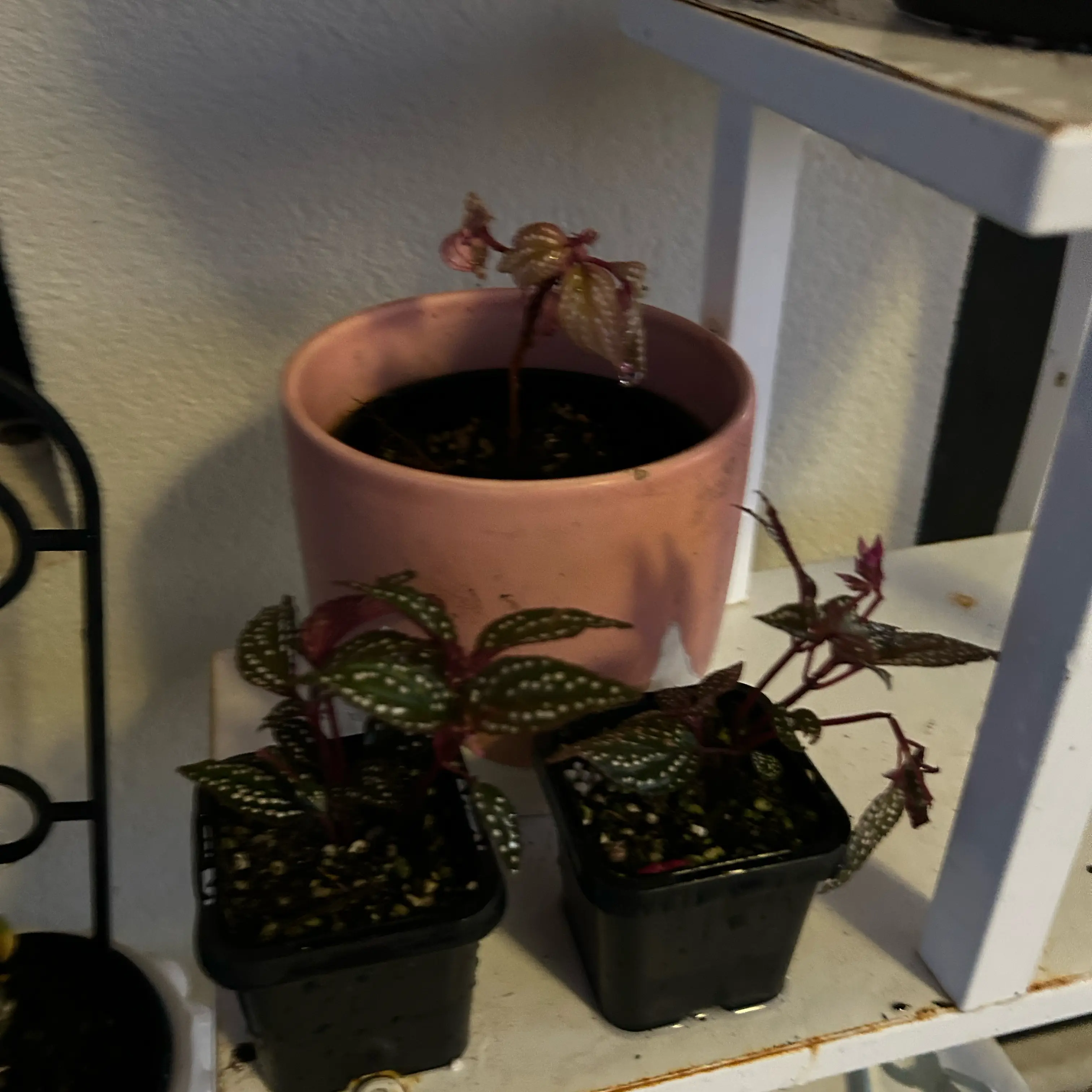 Photo of the plant species Spotted Leaf Sonerila by Bridie named Michelle Branch on Greg, the plant care app