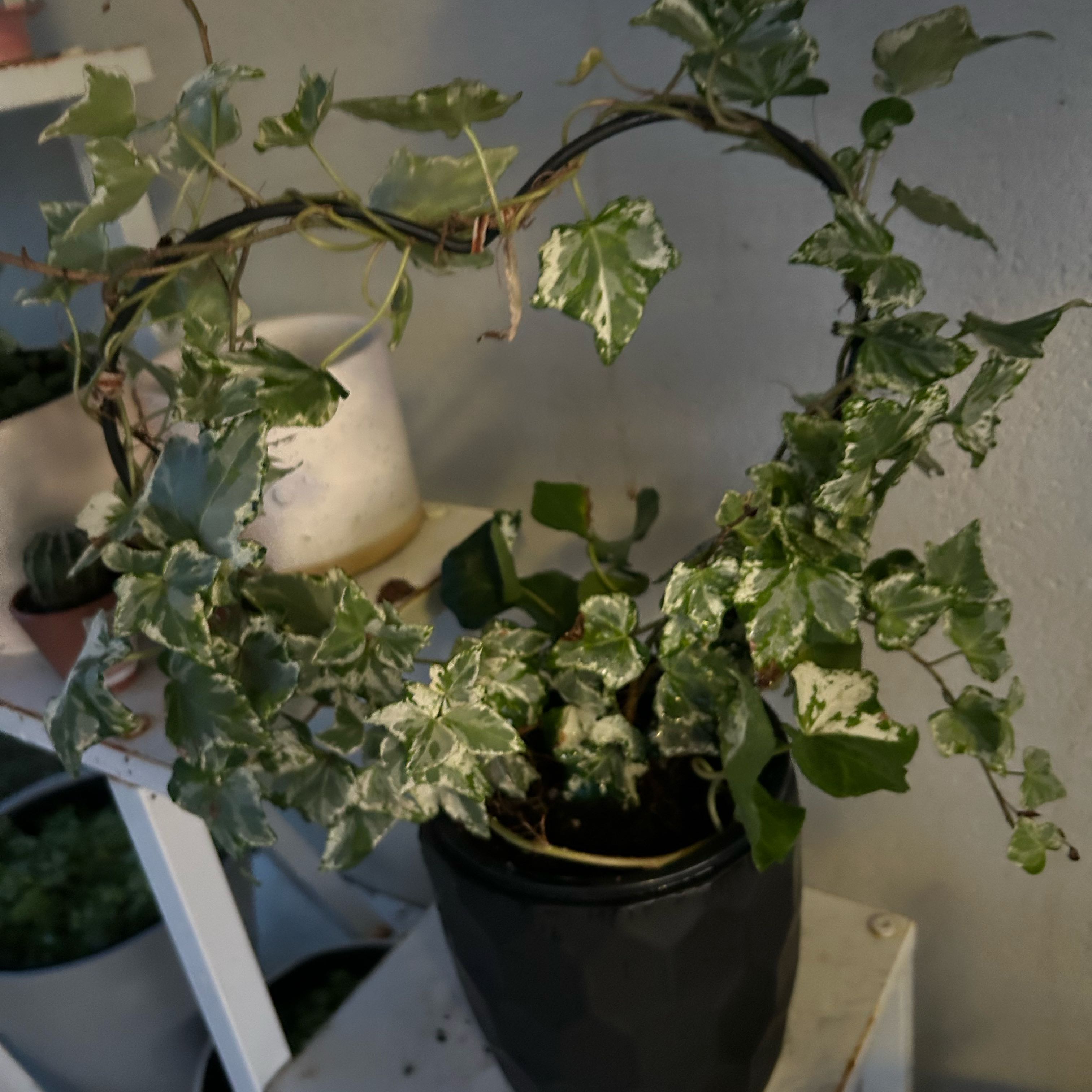 Photo of the plant species English Ivy 'Bettina' by Bridie named Ulysses S Plant on Greg, the plant care app