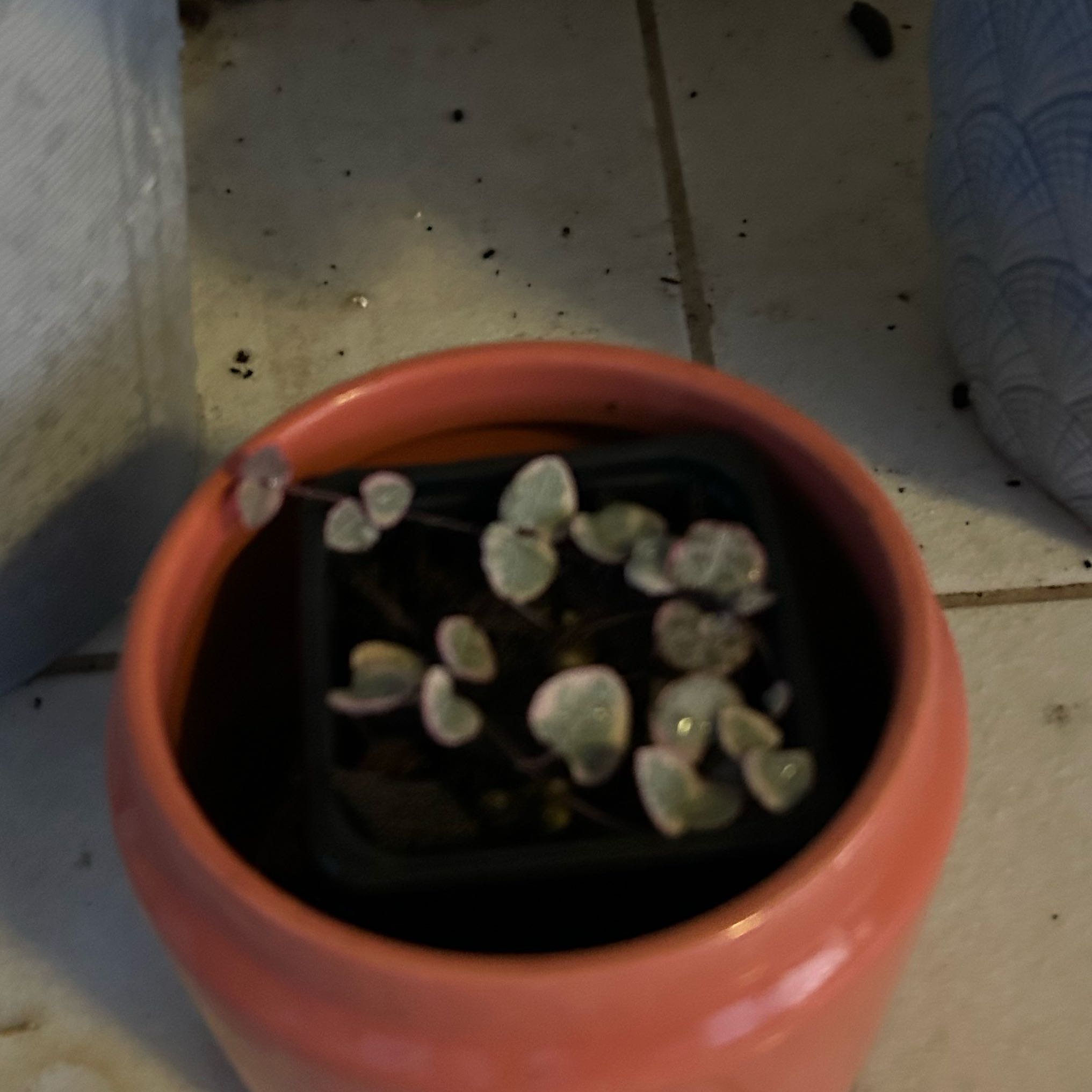 Photo of the plant species Ceropegia Woodii Variegata / String of Hearts Variegated by Bridie named Naomi on Greg, the plant care app