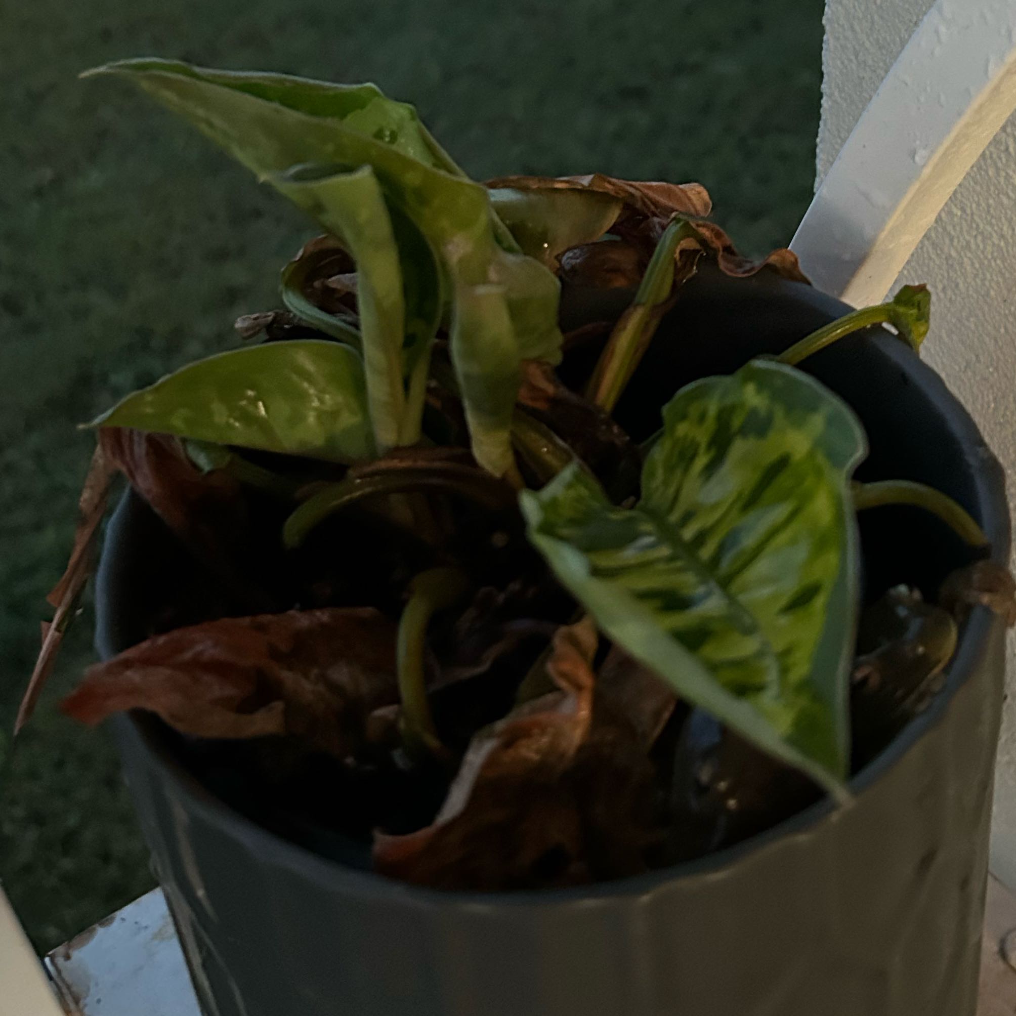 Photo of the plant species Camoflage by Bridie named Elina on Greg, the plant care app