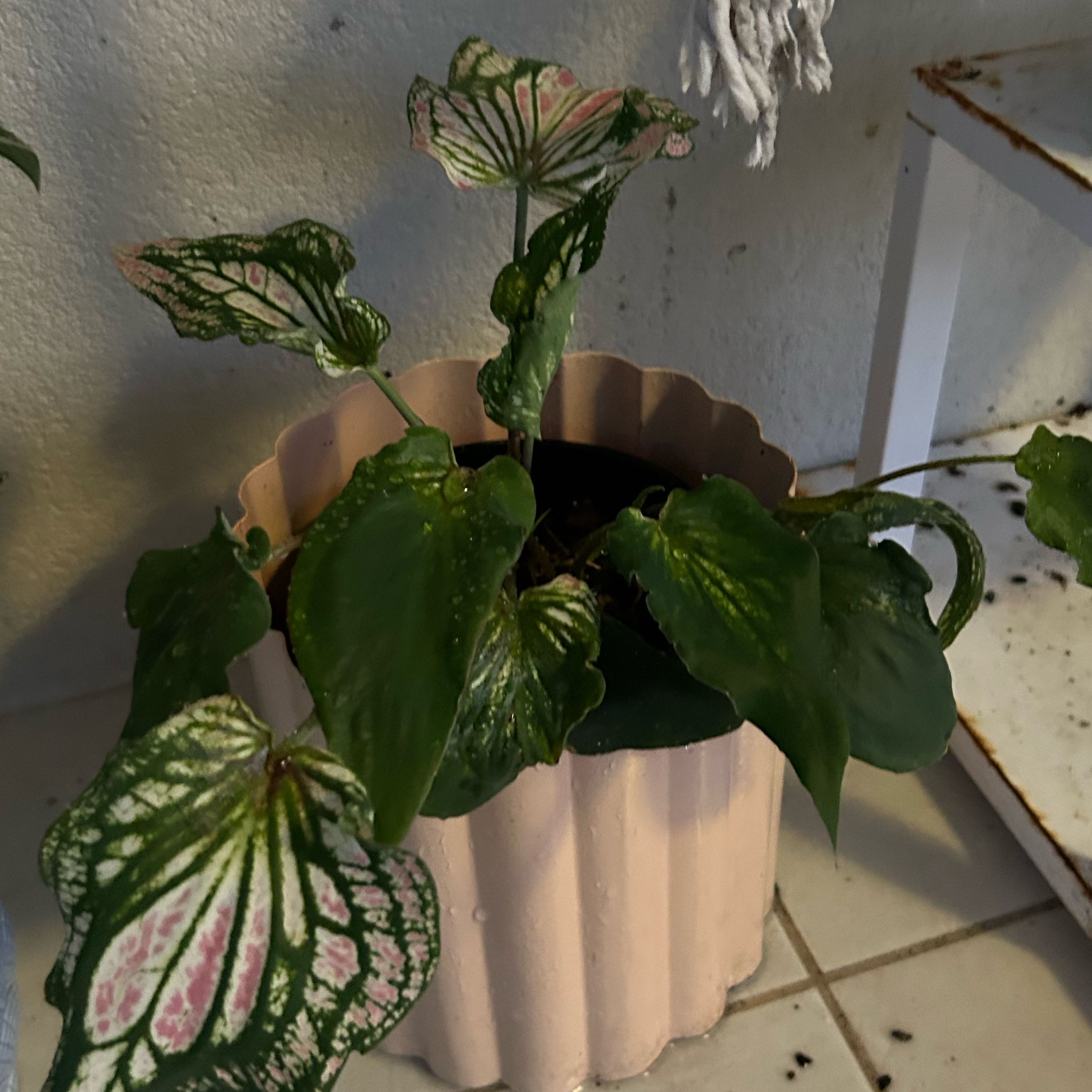 Photo of the plant species Caladium Pink Symphony by Bridie named Apollo on Greg, the plant care app