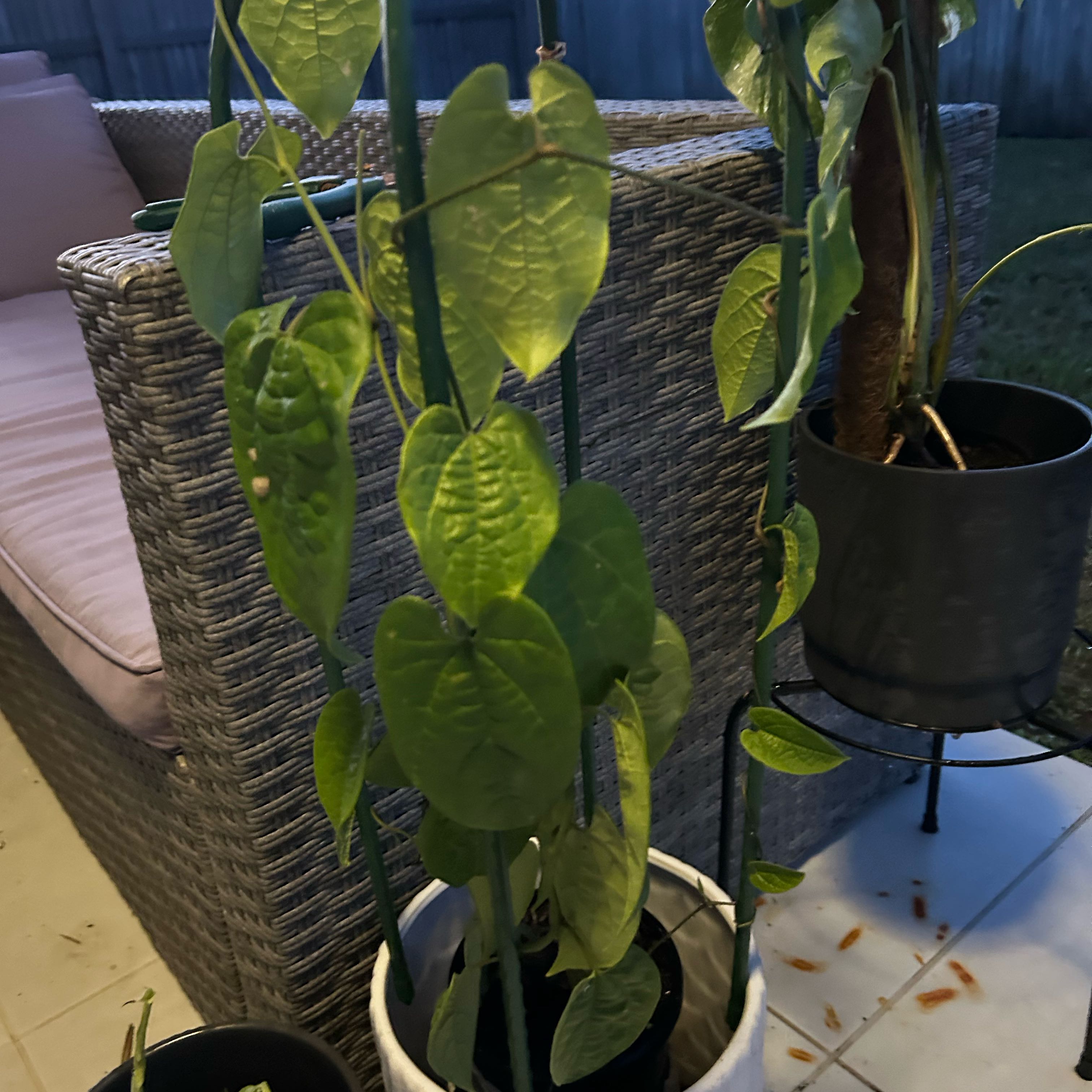 Photo of the plant species Birdwing Butterfly Vine by Bridie named Marley on Greg, the plant care app