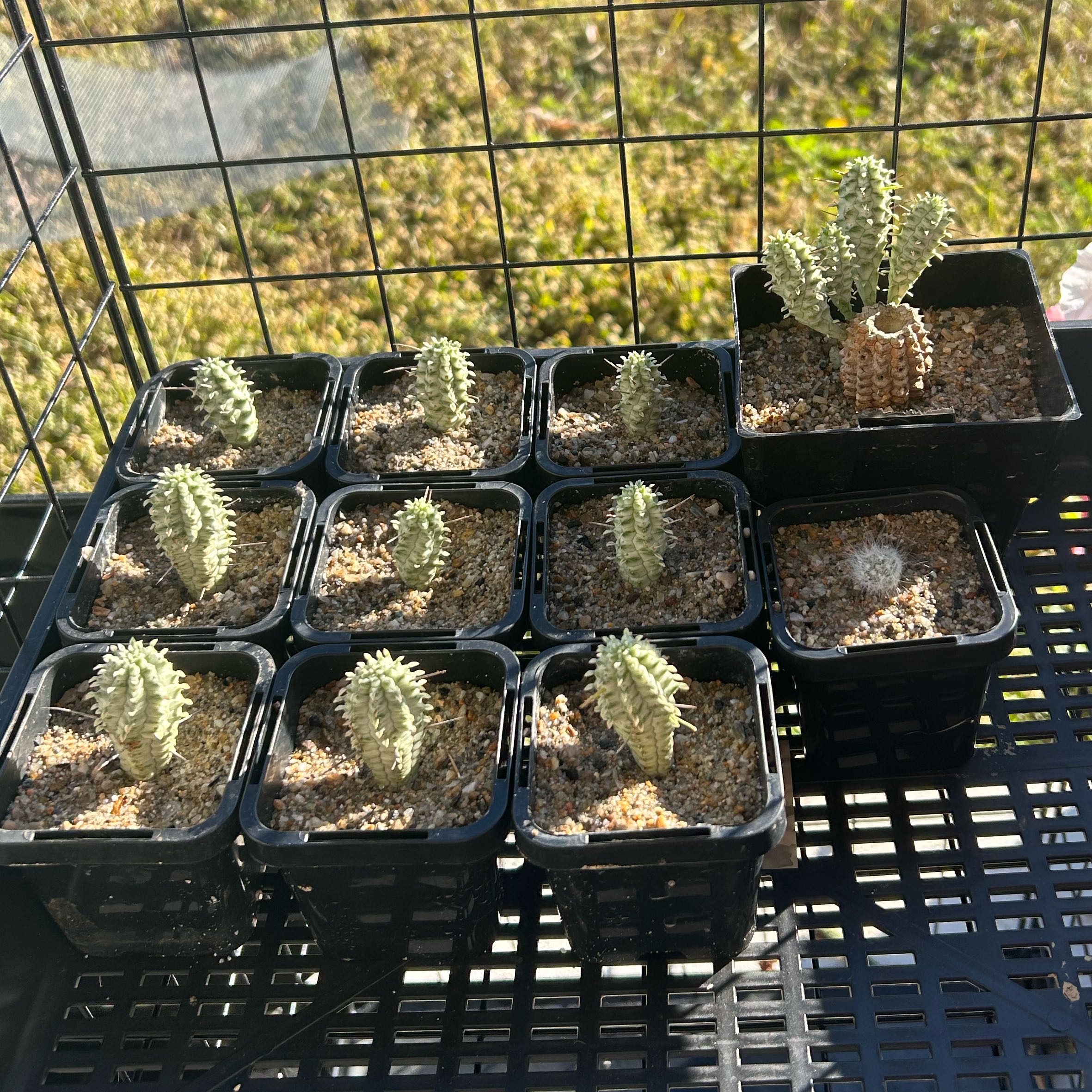 Photo of the plant species Variegated Corncob Cactus by Bridie named Corn Bob on Greg, the plant care app