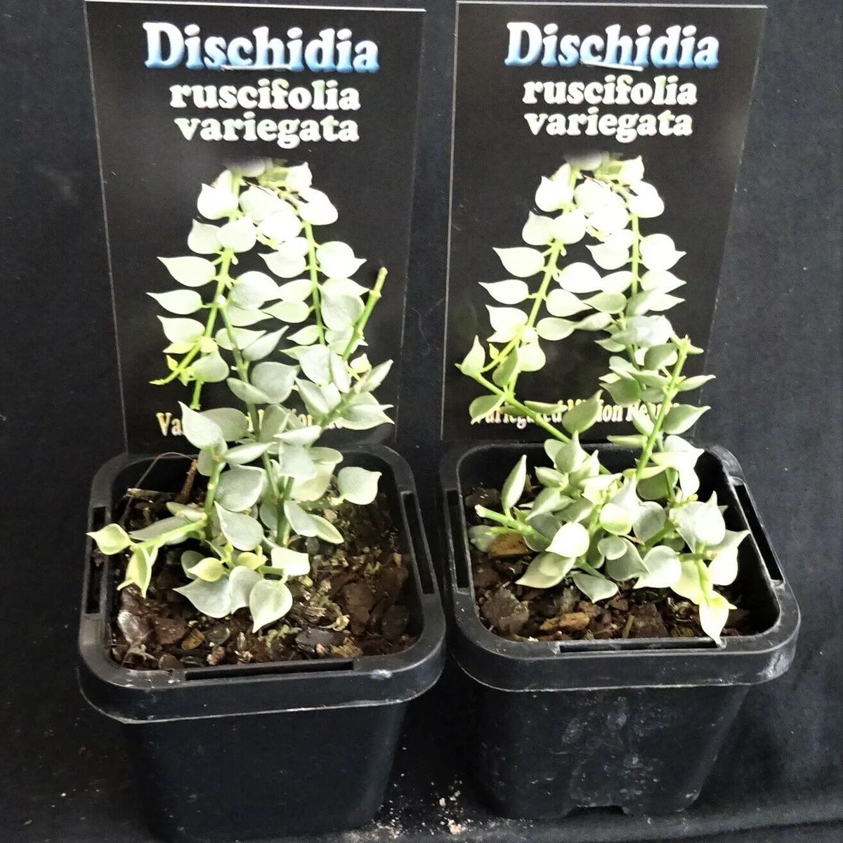 Photo of the plant species Million Hearts Dischidia by Bridie named Variegated million hearts on Greg, the plant care app