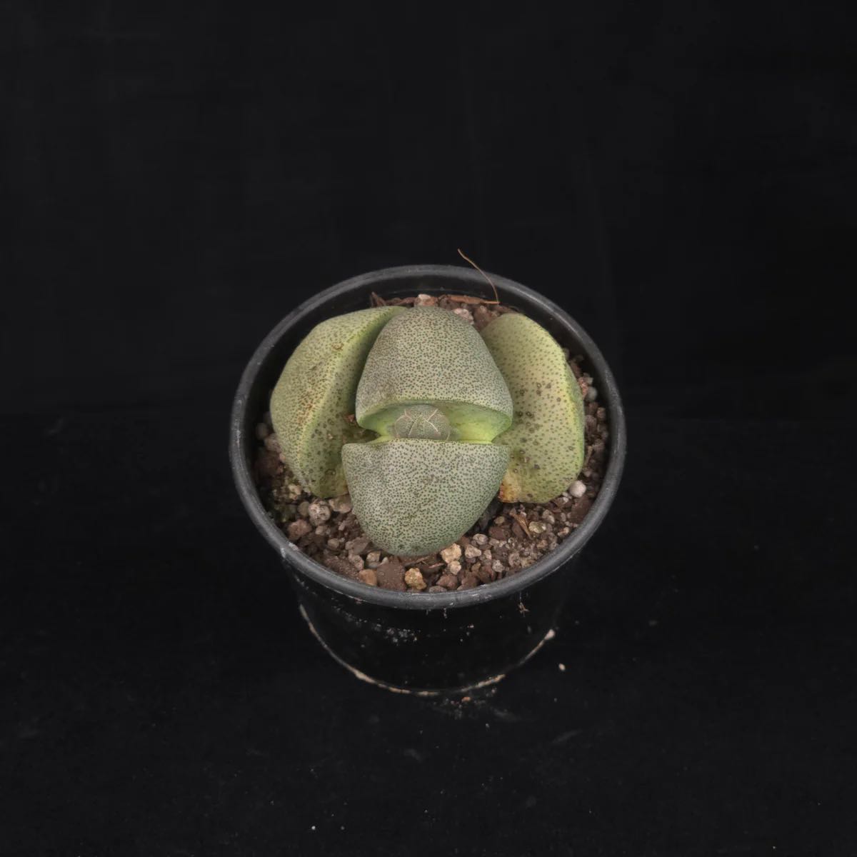 Photo of the plant species Argyroderma pearsonii by Bridie named Living Stone on Greg, the plant care app