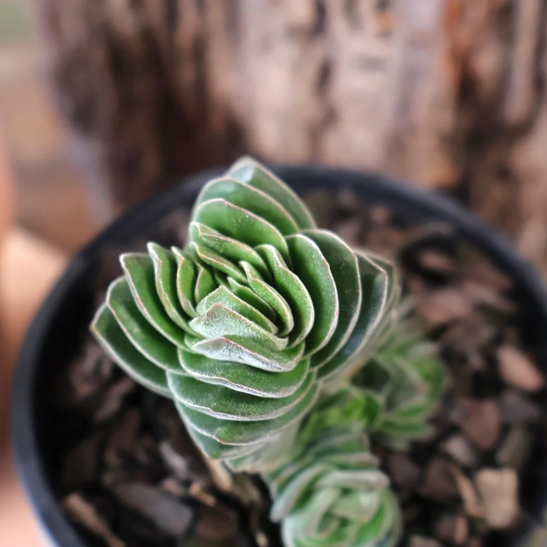 Photo of the plant species Crassula 'Buddha's Temple' by Bridie named Kesha on Greg, the plant care app