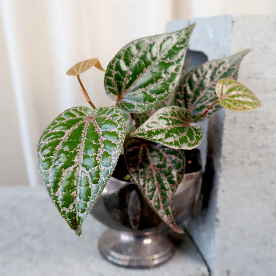Photo of the plant species Piper Ornatum by Bridie named Gomez on Greg, the plant care app