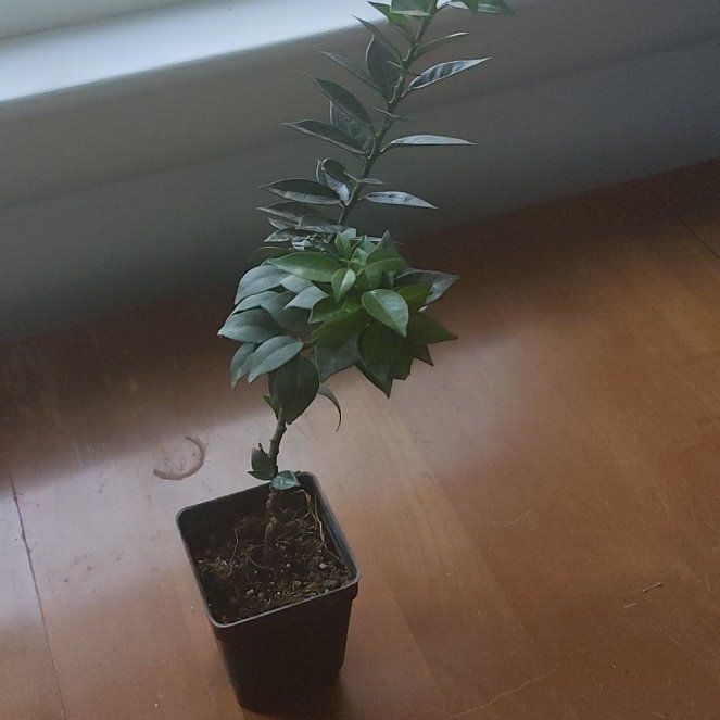 Photo of the plant species myrtle orange by @SvelteRedpine named Mando on Greg, the plant care app