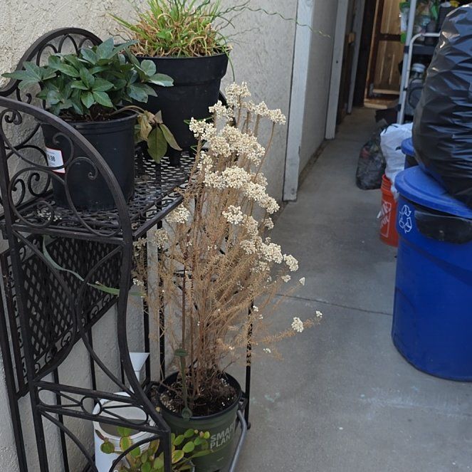Photo of the plant species Rice Flower by @ProperlyMendoza named Athena on Greg, the plant care app