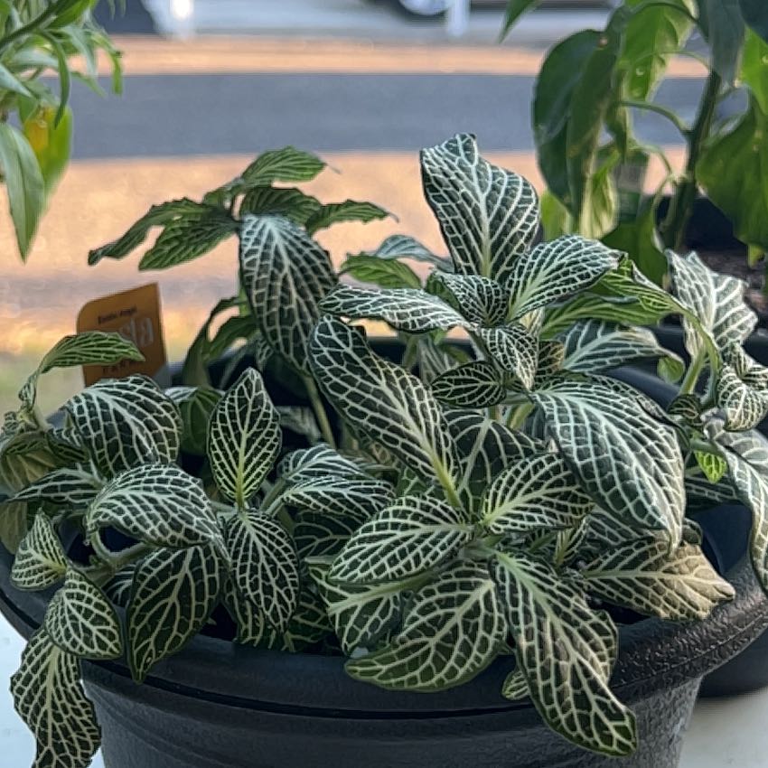 Photo of the plant species Minu White by @NotablePipevine named Foxxy on Greg, the plant care app