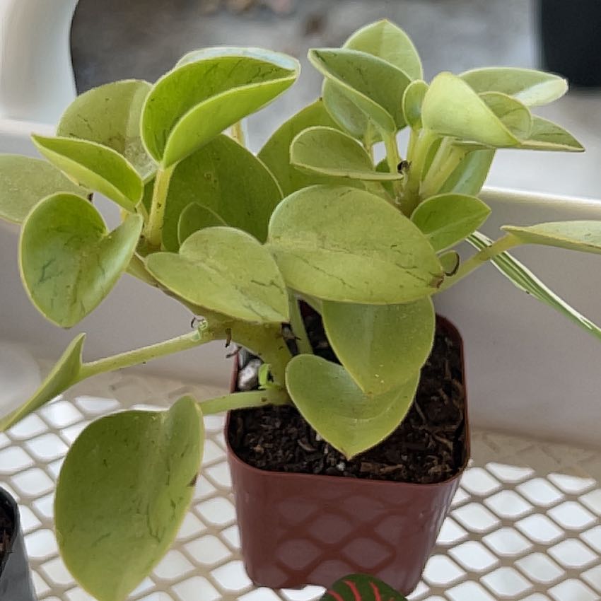 Photo of the plant species Peperomia by @NotablePipevine named Bigleef Smalls on Greg, the plant care app