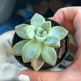 Photo of the plant species Graptosedum Ghosty Crested by @ManlyDuskyonion named Casper on Greg, the plant care app