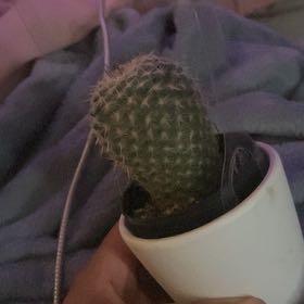 Photo of the plant species Assorted Mammillaria by @PerkyPinkquill named Demi on Greg, the plant care app