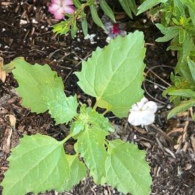 Photo of the plant species Australian-Spinach by @SharpFoxgrape named Willow on Greg, the plant care app